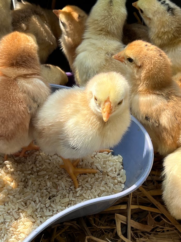Adorable baby chicks gathered around a bowl of rice, feeding and interacting outdoors.