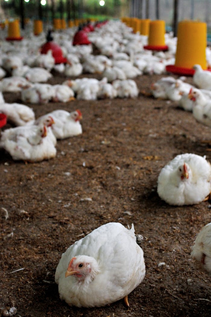 A flock of free range chickens in an indoor farm setting in Ecuador, showcasing modern poultry farming techniques.